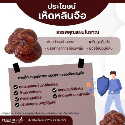 เห็ดหลินจือแคปซูล ตราภูรีเฮิร์บ - บำรุงร่างกาย