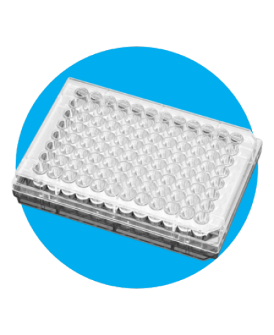 96 well plate
