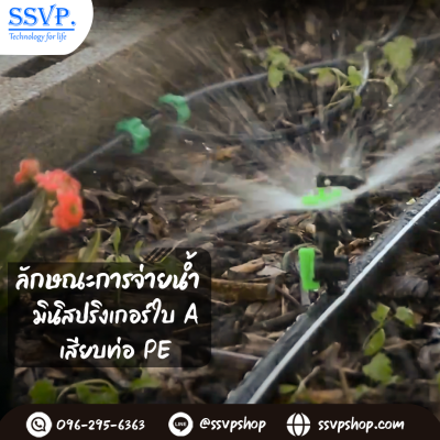 การกระจายน้ำของมินิสปริงเกอร์ 321-AV