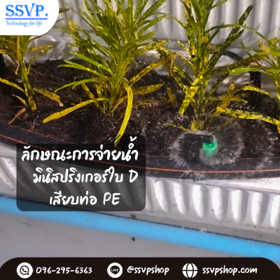 การกระจายน้ำของมินิสปริงเกอร์