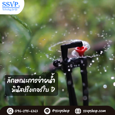 การกระจายน้ำของมินิสปริงเกอร์