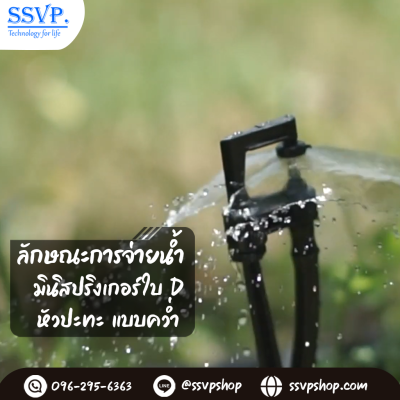 การกระจายน้ำของมินิสปริงเกอร์
