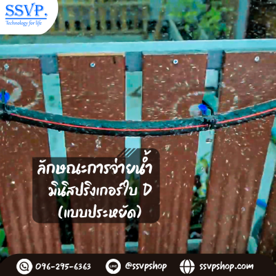 การกระจายน้ำของมินิสปริงเกอร์