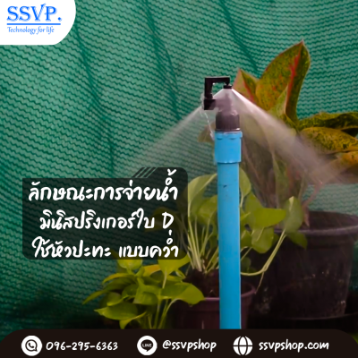 การกระจายน้ำของมินิสปริงเกอร์