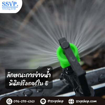 การกระจายน้ำของมินิสปริงเกอร์