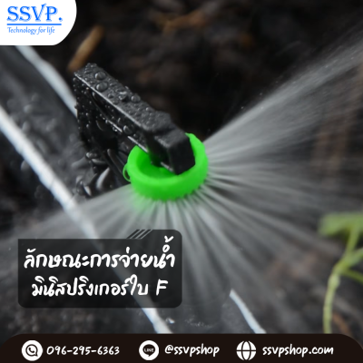 การกระจายน้ำของมินิสปริงเกอร์
