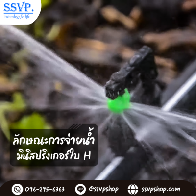 การกระจายน้ำของมินิสปริงเกอร์