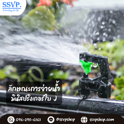 การกระจายน้ำของมินิสปริงเกอร์