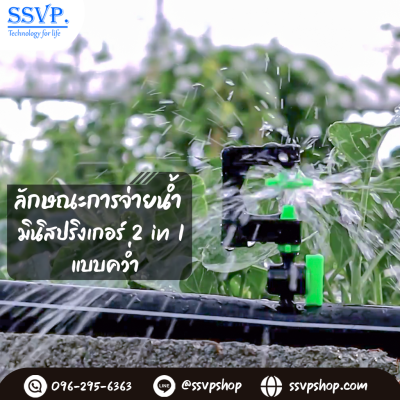 การกระจายน้ำของมินิสปริงเกอร์