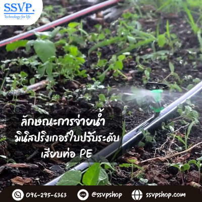 การกระจายน้ำของมินิสปริงเกอร์