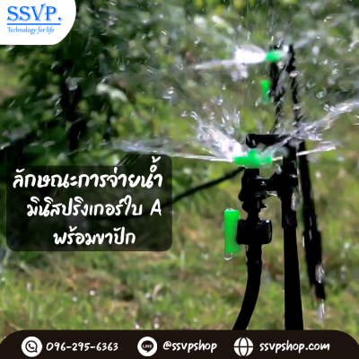 การกระจายน้ำของมินิสปริงเกอร์