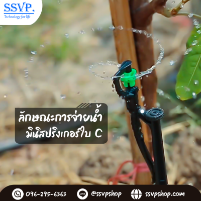 การกระจายน้ำของมินิสปริงเกอร์ การกระจายน้ำของมินิสปริงเกอร์