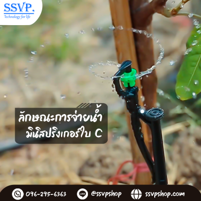 การกระจายน้ำของมินิสปริงเกอร์