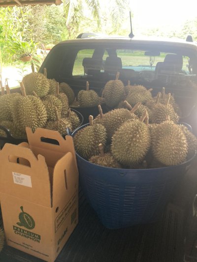 สวนลุงพจน์