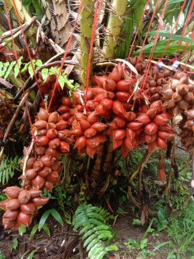 สวนทวีทรัพย์