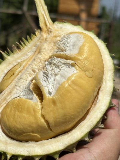 สวนเล้งเหลา