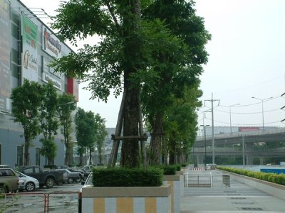 Forest Park Future Park,Rangsit