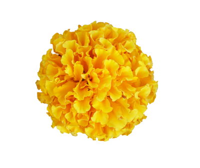 Marigold extract
