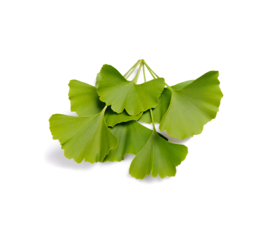 Ginkgo biloba extract