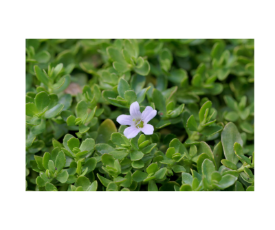Bacopa Monnieri extract