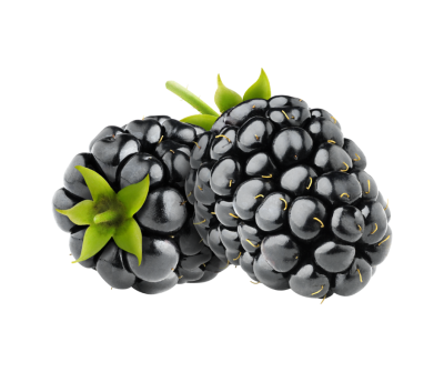 Black berry extract