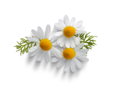 Chamomile extract