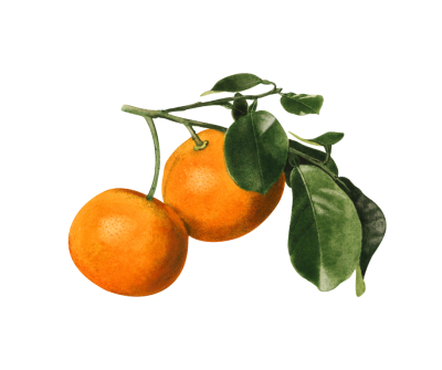 Citrus aurantium extract