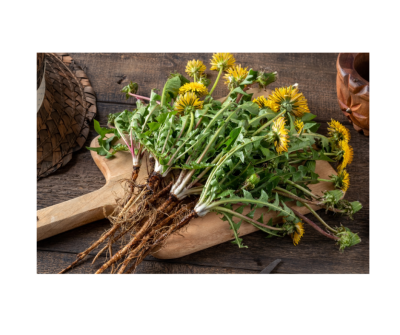 Dandelion root extract