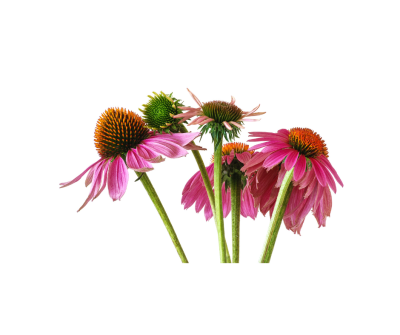 Echincea purpurea extract