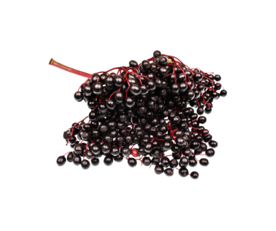 Elderberry extract