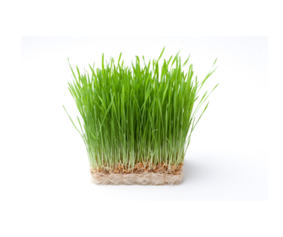 Wheat Grass Powder
