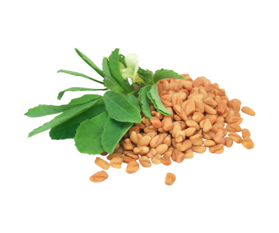 Fenugreek seed extract