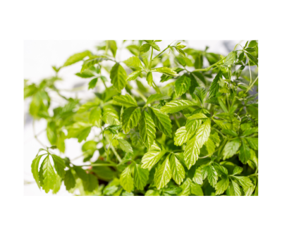 Gynostemma pentaphyllum extract