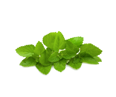 Lemon balm extract