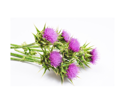 Milk thistle extract