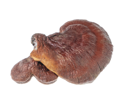 Reishi mushroom extract