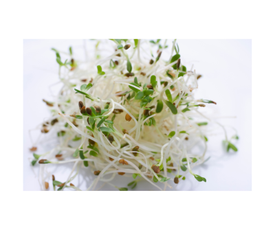 Alfalfa Juice Powder