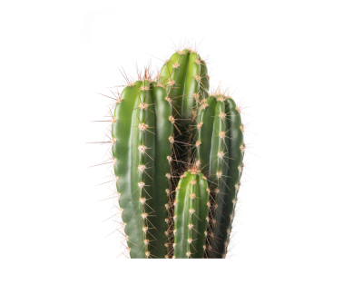 Cactus extract