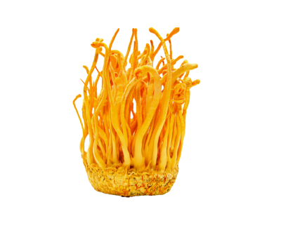 Cordyceps militaris powder