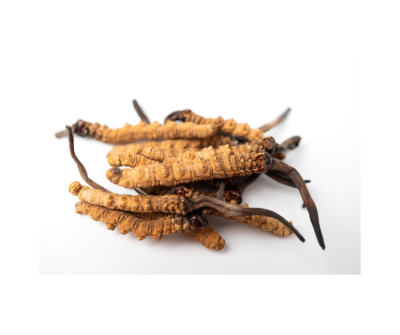 Cordyceps sinensis extract