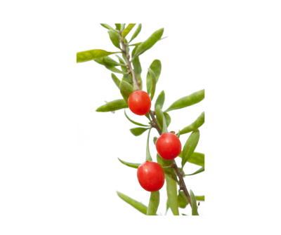 Goji berry extract