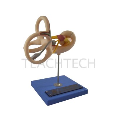 Labyrinth Modell Labyrinth Model##