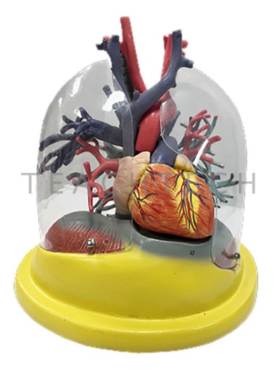 หุ่นจำลองปอดและหัวใจ