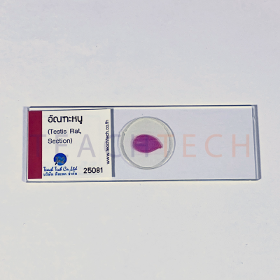 25081
