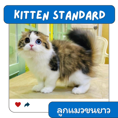 KITTEN STANDARD ลูกแมว (ขนยาว) 4-8 เดือน