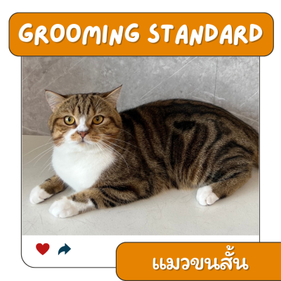 Grooming STANDARD แมวโต (ขนสั้น)