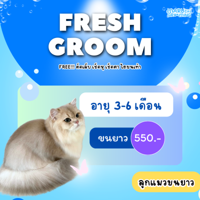 KITTEN STANDARD ลูกแมว (ขนยาว) 4-8 เดือน