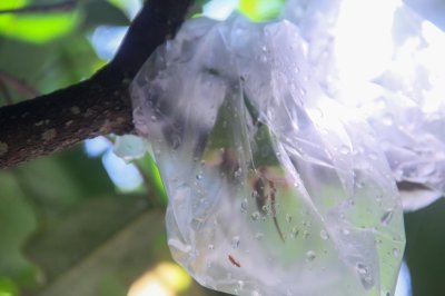 ถุงห่อฝรั่ง HDPE ตรารถตัก