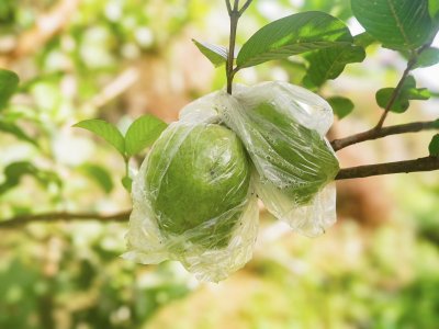 ถุงห่อฝรั่ง HDPE ตรารถตัก