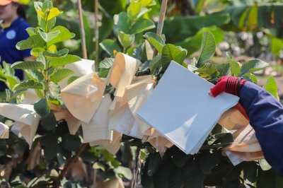 กระดาษห่อผลไม้ กระดาษห่อฝรั่ง ทนแดด ทนฝนได้ดี